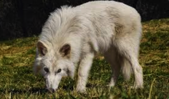 Colossal’s Dire Wolf Sparks Genetic Ethics Debate